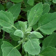 Fat Hen (Wild Spinach)