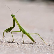 Praying Mantis