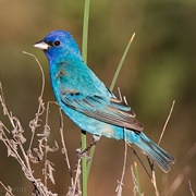 Indigo Bunting