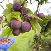 Homegrown Plums