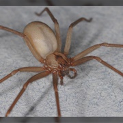 Brown Recluse Spider