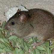 Bramble Cay Melomys