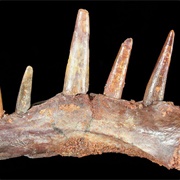 Pterosaur Jaw Bone