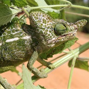 Labord's Chameleon