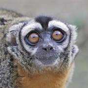 Nancy Ma's Night Monkey