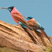 Carmine Bee-Eater