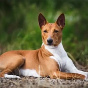 Basenji