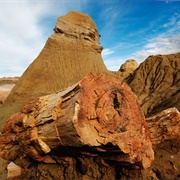 Petrified Forest of José De Ormachea