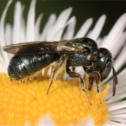 Small Carpenter Bee