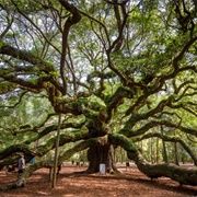 The Angel Oak