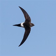 Pacific Swift