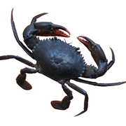 Roasted Black Crab