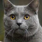 Grey Cat