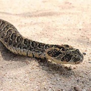 Puff Adder