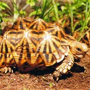 Serrated Tortoise
