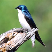 Tree Swallow