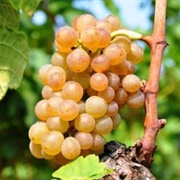 Muscat Blanc À Petits Grains