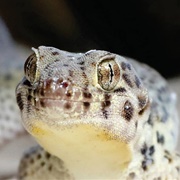 Frog-Eyed Gecko
