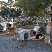 Caxias Do Sul Dog Favela