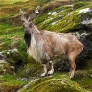 Turkmenian Markhor