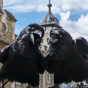 The Tower Ravens