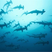 Hammerhead Point, the Maldives