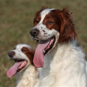 Irish Red & White Setter