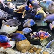 Lake Malawi Cichlids