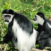 Eastern Black-And-White Colobus Monkey