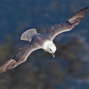 Prince Leopold Island Migratory Bird Sanctuary