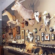 Belfry Oddities (Permanently Closed)