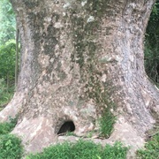 John Goodway Sycamore Tree
