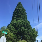 Ridgefield's Heritage Sequoia