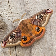 Emperor Moth