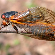 Periodical Cicadas