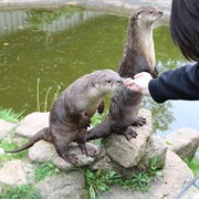 Feed an Otter