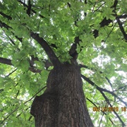 Charing Cross Storm Tree