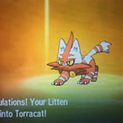 Shiny Torracat