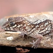 Madagascar Ground Gecko