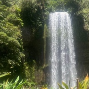 Millaa Millaa Waterfall