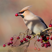 Cedar Waxwing