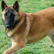 Belgian Malinois