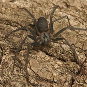 Brown Recluse