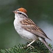 Chipping Sparrow