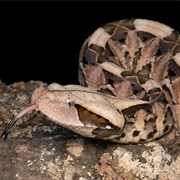 Gaboon Viper