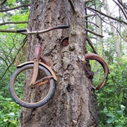 Vashon Island Bike Tree