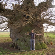 Bowthorpe Oak