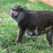 Allen's Swamp Monkey