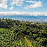 Coffee Plantations of the Central Valley, Costa Rica