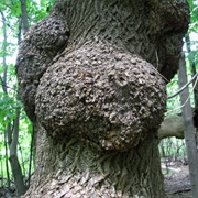 Burled Forest (Permanently Closed)